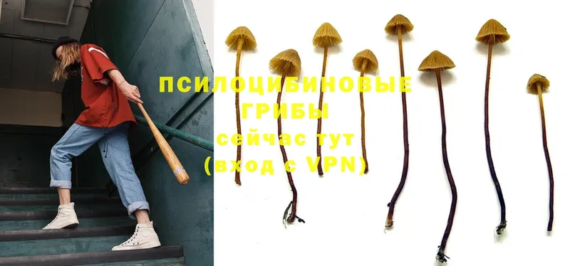 наркошоп  Иланский  Галлюциногенные грибы Psilocybine cubensis 