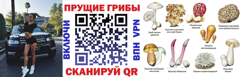 Псилоцибиновые грибы Cubensis  Иланский 